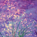 halflingwitch avatar