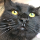 halfsharkalligatorhalfbitch avatar