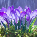 halftiredartstyle avatar