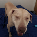 halfwayfromthehomeland avatar