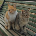 halledebiliriz avatar