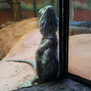 hallowsnights avatar