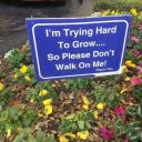 halottvagyokbelul00 avatar