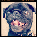 hamiltonpug avatar