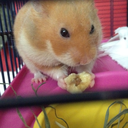 hamlet-the-syrian-hamster-blog avatar