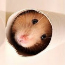 hamster-offical avatar