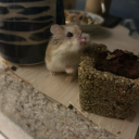 hamster1490 avatar