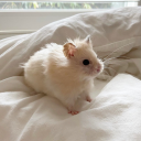 hamsterheartz avatar