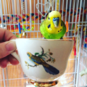 hamstermcnugget avatar