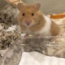 hamstersandidk avatar