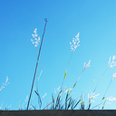 hanatokudamono avatar