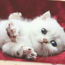 handoverpeace avatar