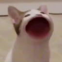 hangesbopbopcat avatar