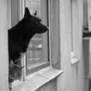 hangoversquare avatar