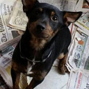 hannah-the-human-trashcan avatar