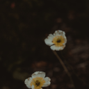 hannahbethhhh avatar