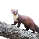 haplessmarten avatar