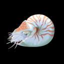 haplophrynemolliz avatar