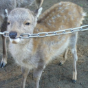 happilyhazard avatar