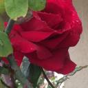 happiness-comes-in-small-things avatar