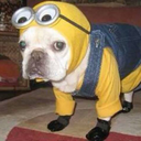 happy-dog avatar