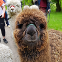 happy-paca avatar