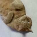 happycatllama20 avatar