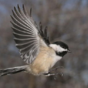 happychickadee avatar