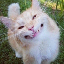 happycocomelon avatar