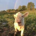 happycowhappycow avatar