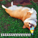 happyduckinternet avatar