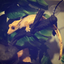 happygeckolump avatar