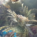 happygilmore2001 avatar