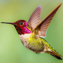 happyhummingbird avatar