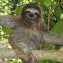 happylilsloth avatar