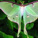 happypridemoth avatar