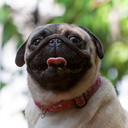 happypugpug avatar