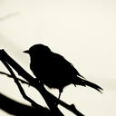 happythoughtskill avatar