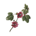 harbours-lighthouse avatar