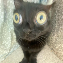 hardegggothhairdo-blog avatar