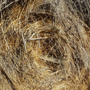 hardfiftyfarm avatar