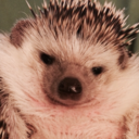 hardhedgehoglife avatar