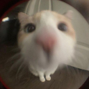 hareemccat20 avatar