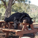 hargabalarbles avatar