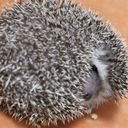 hari-horumoon avatar