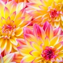 harlequin-stars avatar