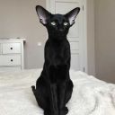 harleyartblog avatar