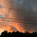 harlows-monkeys avatar