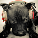 harmoniumradio avatar