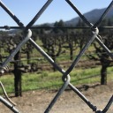 harper-the-harpy avatar